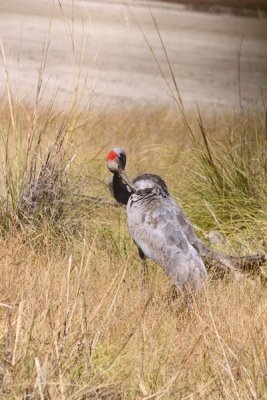 Brolga