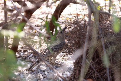 Great Bowerbird at bower