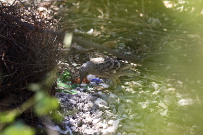 Great Bowerbird at bower