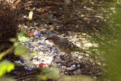 Great Bowerbird