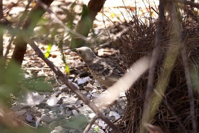 Great Bowerbird at bower