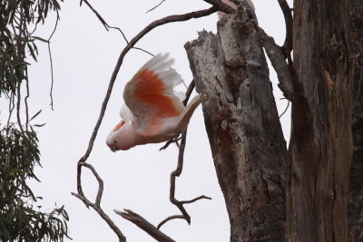 Major Mitchell's Cockatoo