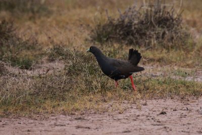 Black-tailed Native Hen