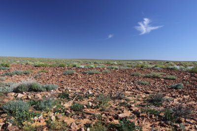 Gibber country with saltbush etc