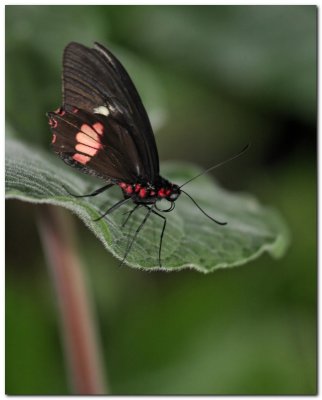 Papillons du J.Botanique