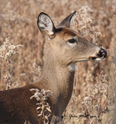 American deer