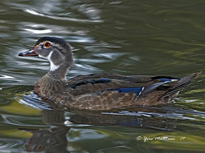 Wood duck