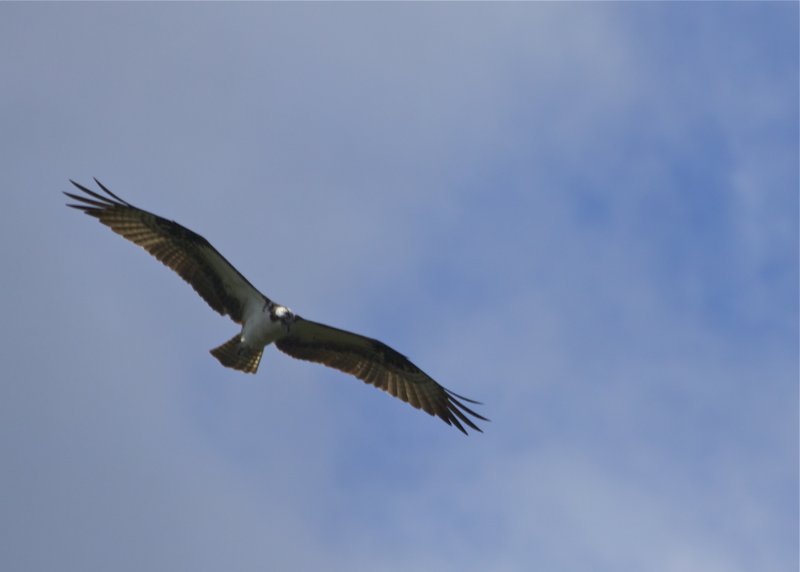 Osprey