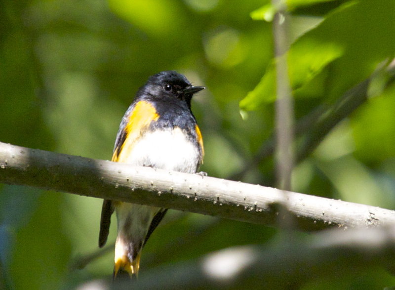 American Redstart