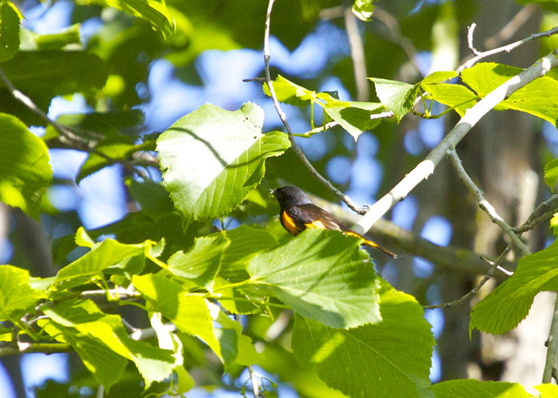 American Redstart