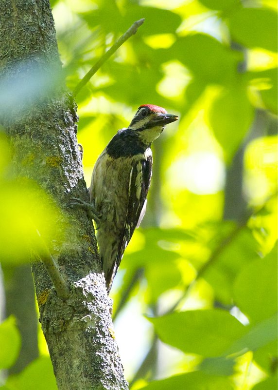 Yellow-bellied Sapsucker