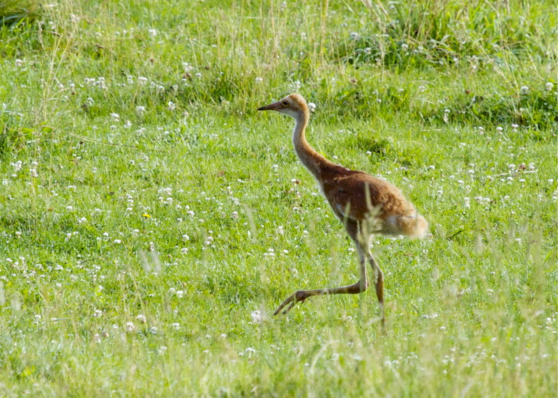 Sandhill Crane