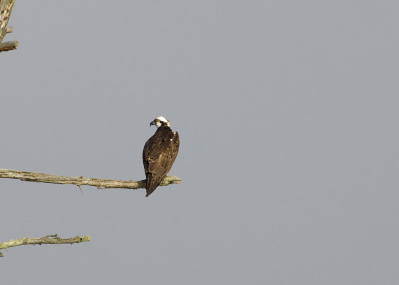 Osprey