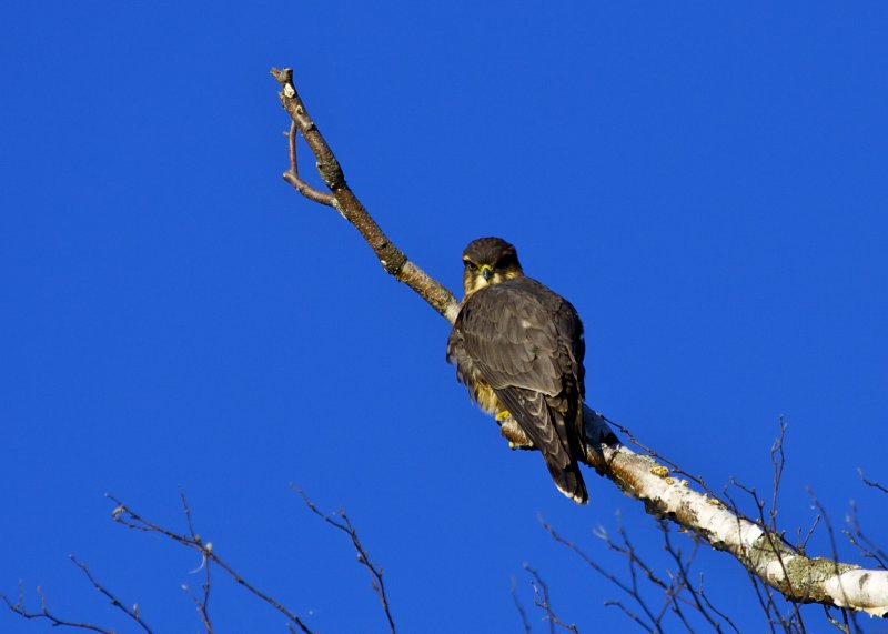 Merlin Falcon