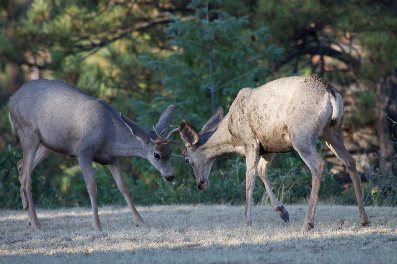 Mule Deer