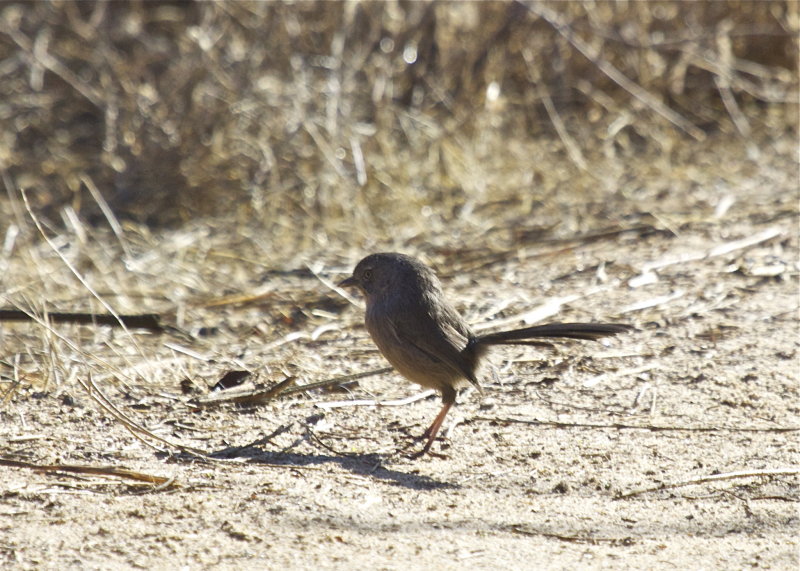 Wrentit