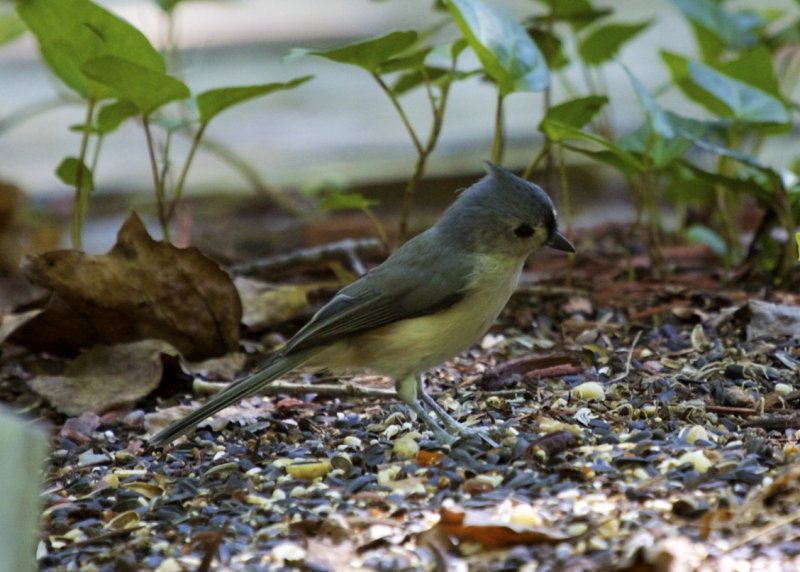 Tufted Titmouse