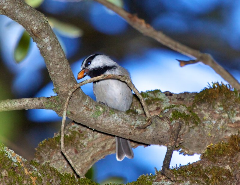 Mountain Chickadee