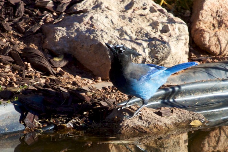 Stellers Jay