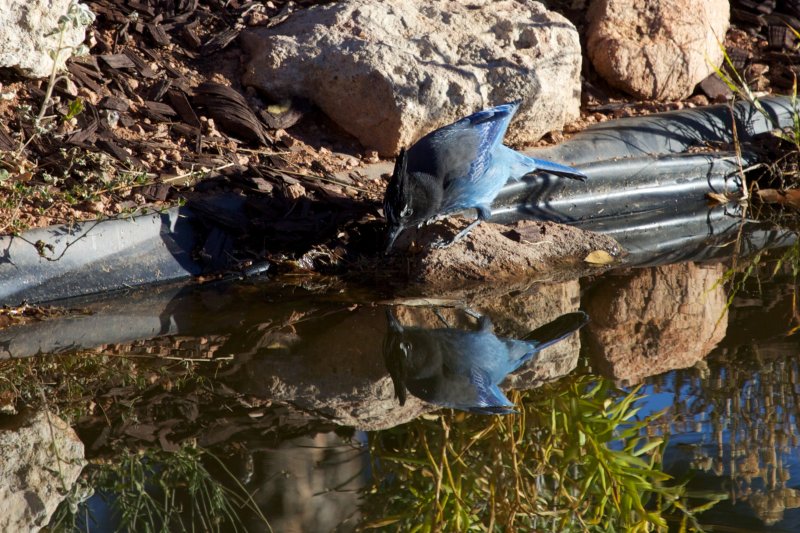 Stellers Jay