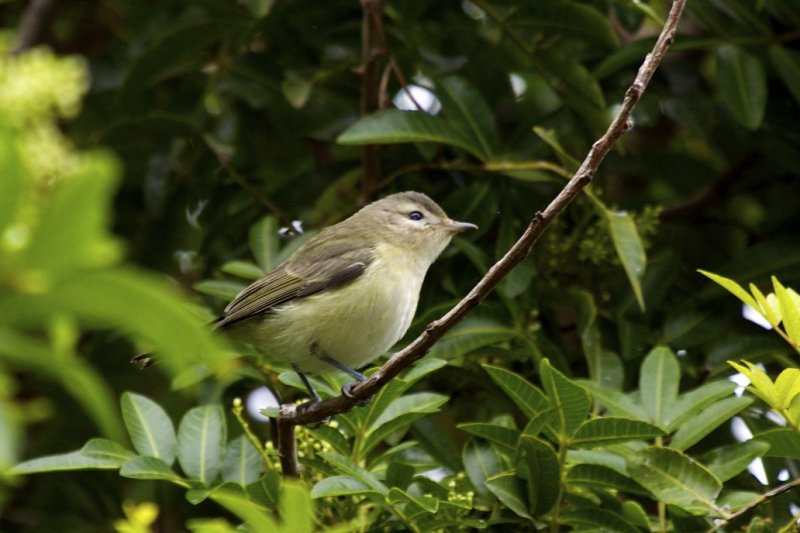 Warbling Vireo