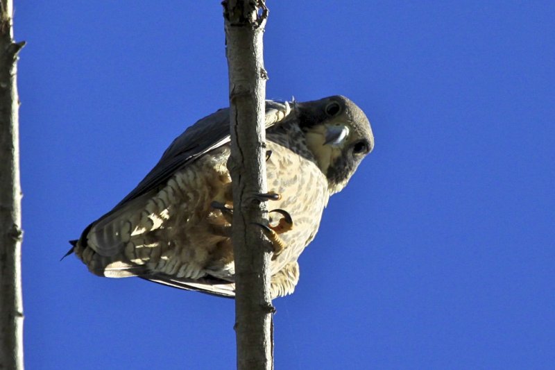 Peregrine Falcon