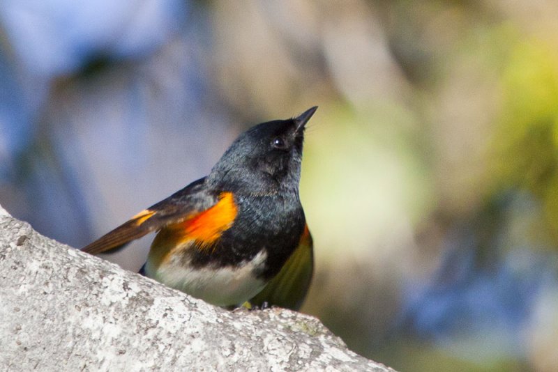American Redstart