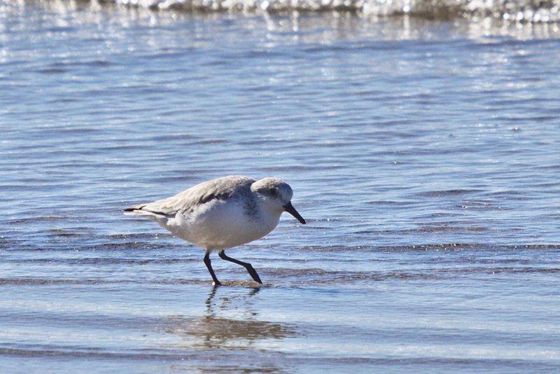 Sanderling