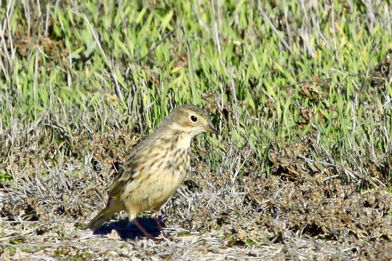 American Pipit
