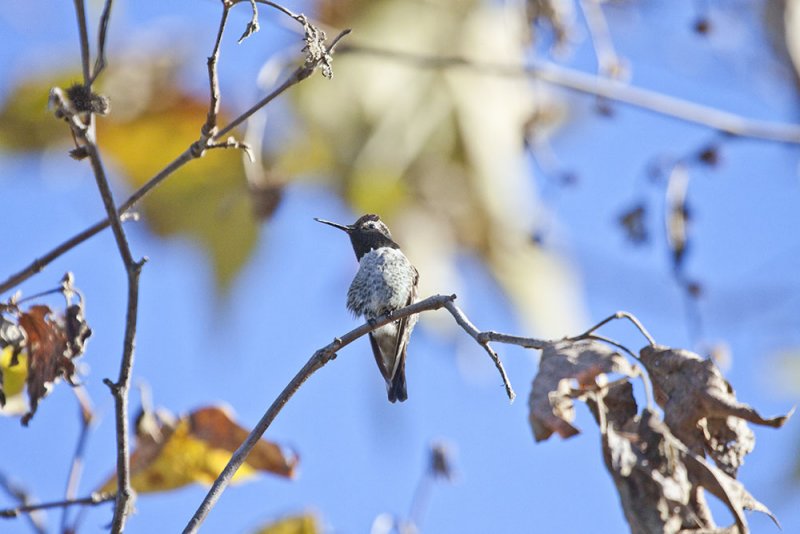 Annas Hummingbird