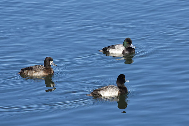 Lesser Scaup