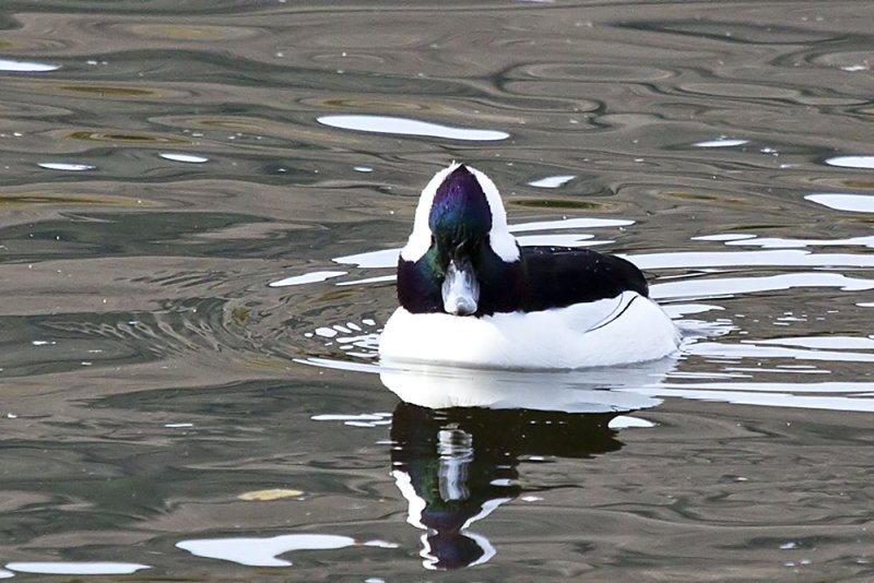 Bufflehead