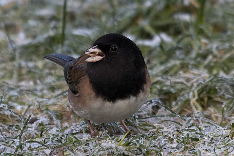 Dark-eyed Junco