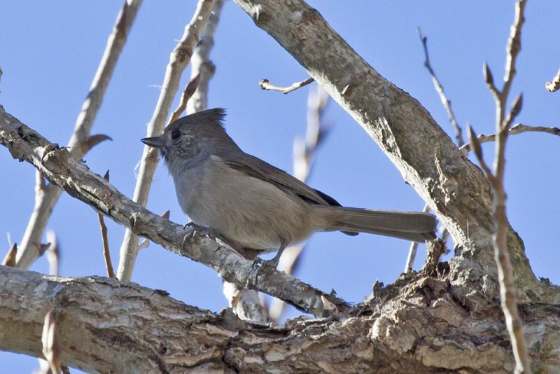 Oak Titmouse