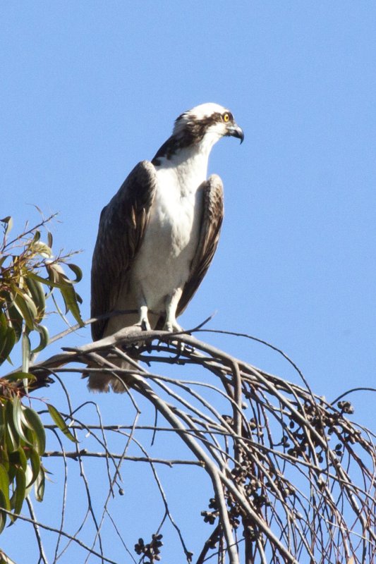 Osprey