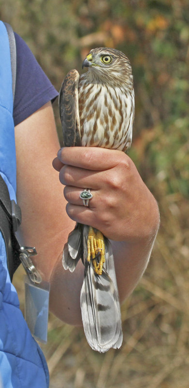 Sharp-shinned Hawk