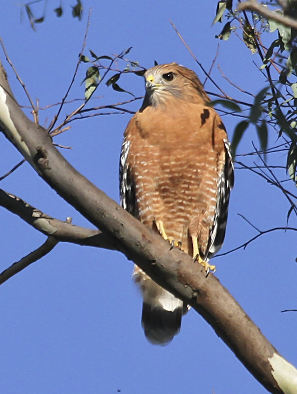 Red-shouldered Hawk