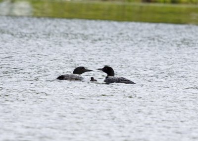 Common Loon