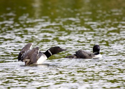 Common Loon