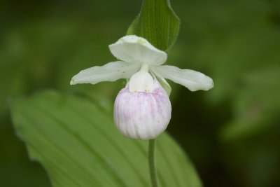 Showy Lady Slipper Orchids