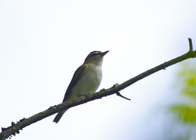Red-eyed Vireo