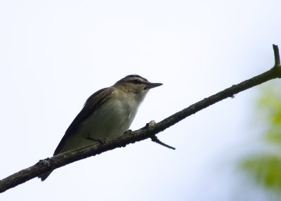 Red-eyed Vireo