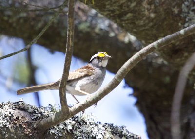 White-throated Sparrow