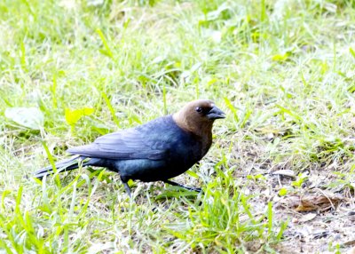 Brown-headed Cowbird