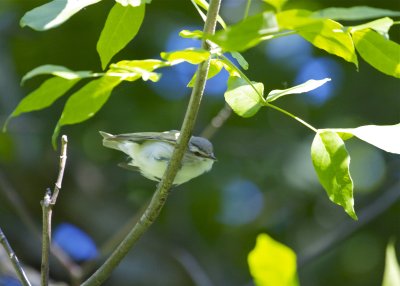 Red-eyed Vireo
