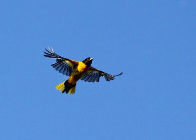 Baltimore Oriole