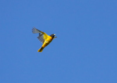 Baltimore Oriole