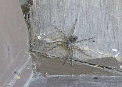 Skinny-legged Wolf Spider
