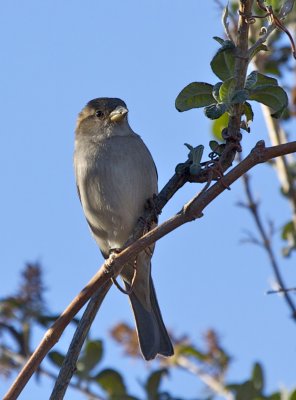 House Sparrow (female)