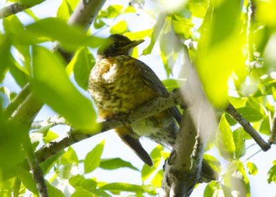 Swainson's Thrush